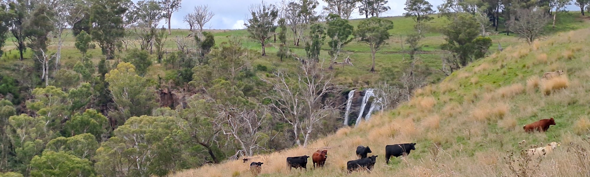 Australian Holistic Management Cooperative