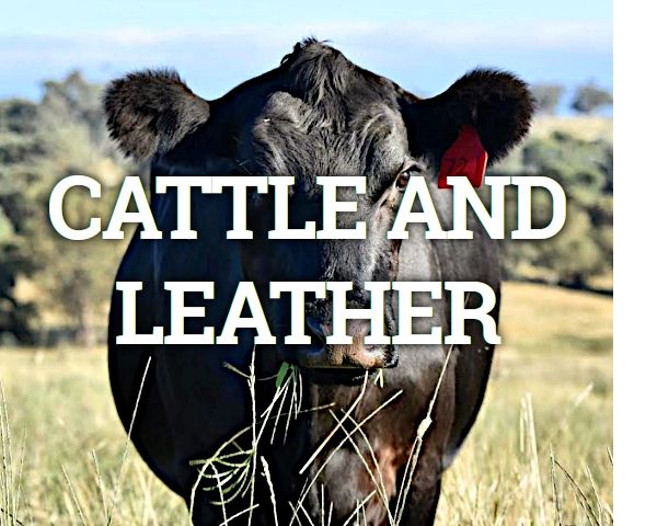 cows