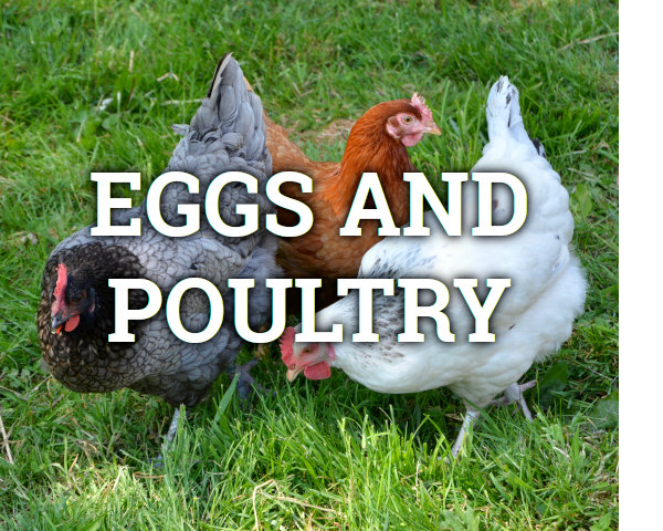 hens