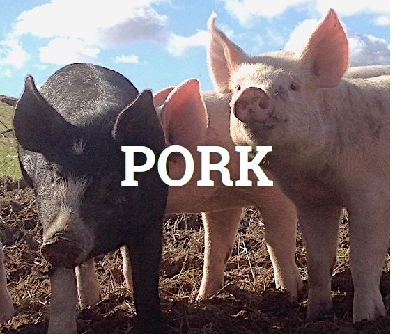 pigs
